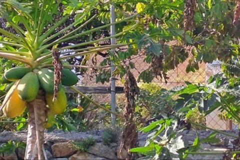 Finca i Motril, Granada, Motril - € 268.000 | Ref: 246 - foto 24